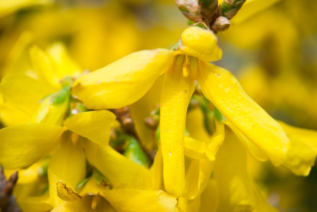 Floraison de forsythia au printemps.