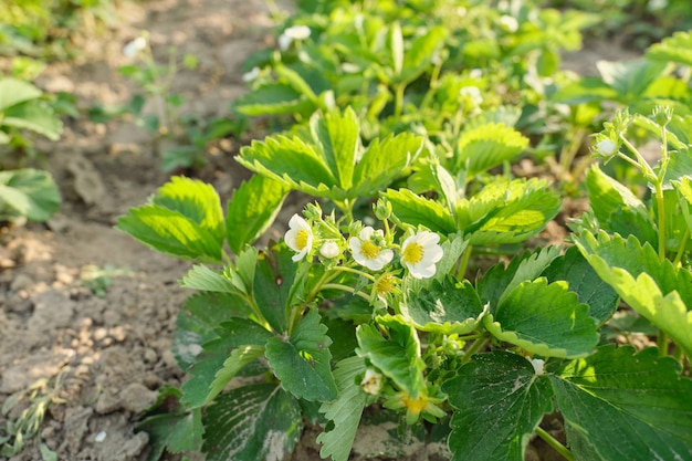 Un Pulvérisateur De Poison Avec Un Tube Télescopique Pulvérise Le Spray Sur  Le Chou Agriculture Jardinage Potager