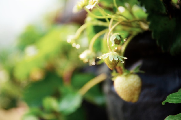 Photo floraison de fraises à la ferme