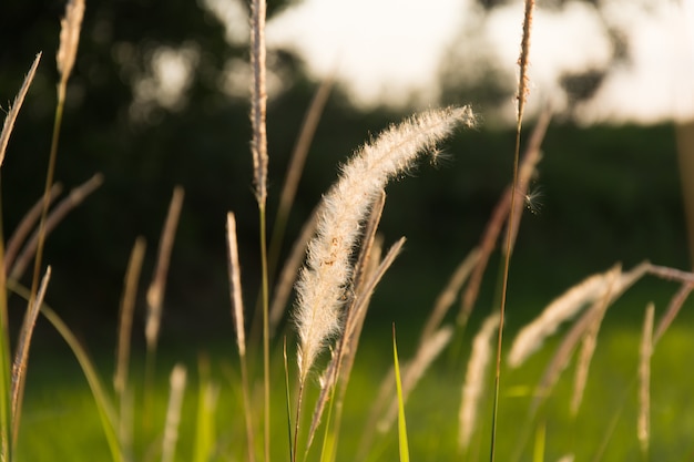 Floraison d&#39;herbe au lever du soleil.