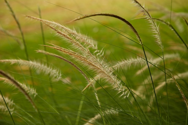 La floraison de l&#39;herbe