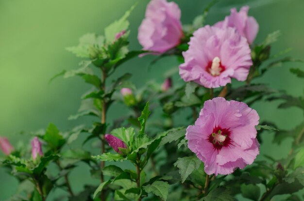 Floraison d'hibiscus rose coloré dans le jardin lors d'une journée d'été ensoleillée Mauve rose rose Hibiscus rose dans le jardin