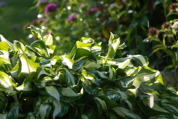 Floraison d'hôte dans un parterre de fleurs dans un jardin de campagne. Ensoleillement. Lumière du jour