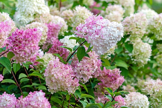 Floraison Hydrangea paniculata Vanille Fraise avec des fleurs roses et blanches