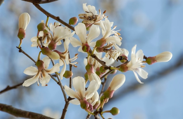 Floraison de l'ipé blanc au Brésil. Arbre brésilien.