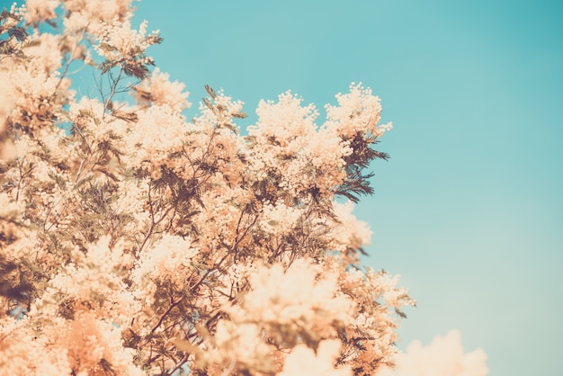 Floraison jaune du mimosa au printemps