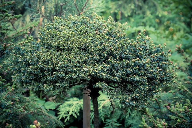 Floraison de jeunes conifères au printemps dans la forêt. Mise au point sélective. Conifère miniature