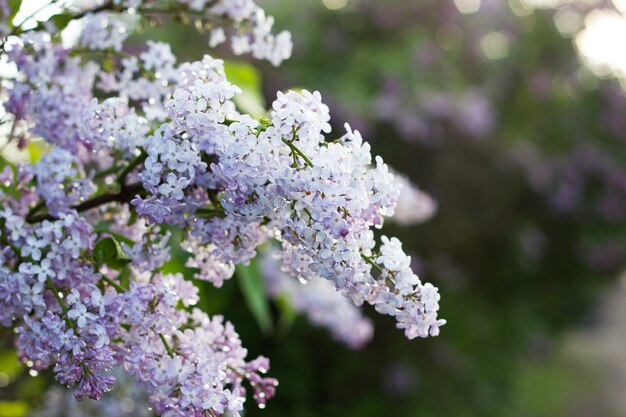 Floraison de lilas au printemps.