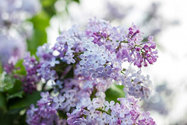 Floraison de lilas au printemps.