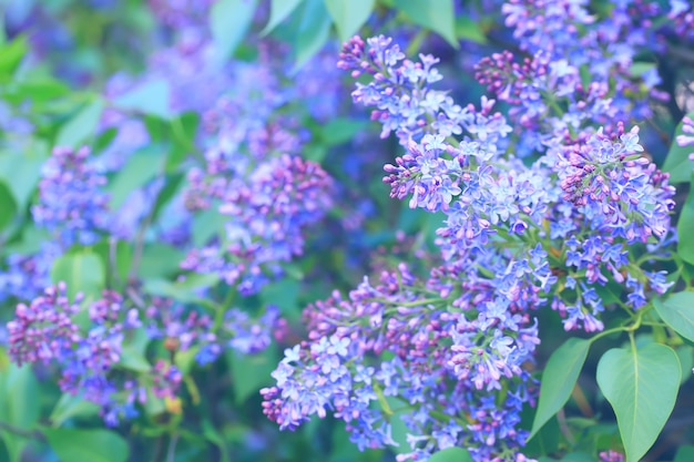 Floraison de lilas dans le parc