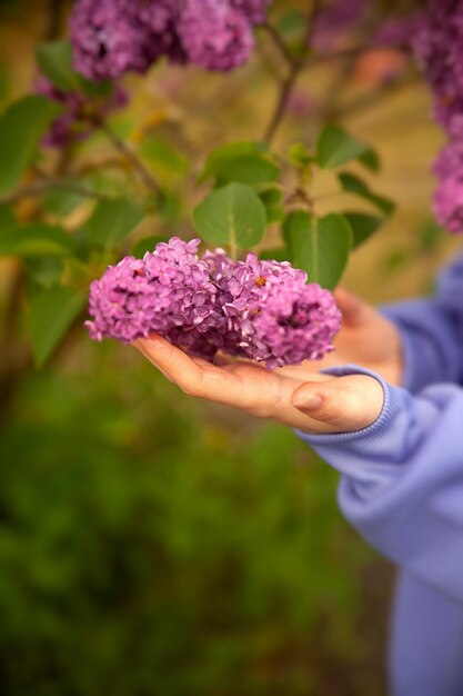 Floraison lilas, superbe design à toutes fins. Fond blanc. Fond bleu. Nature colorée