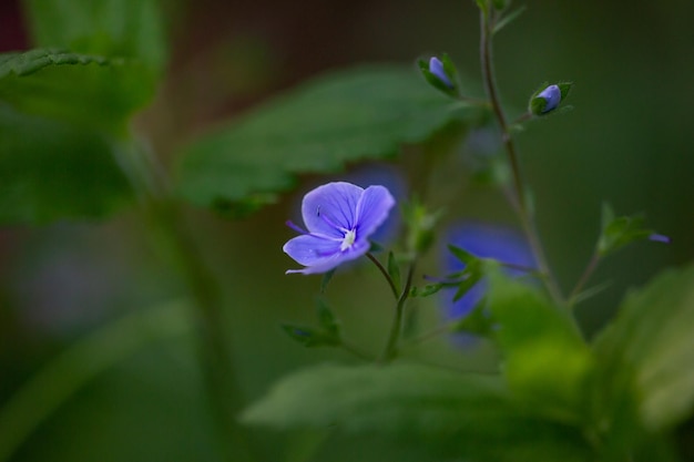 Floraison lilas Veronica chamaedrys fleur sur fond vert en été macro photographie