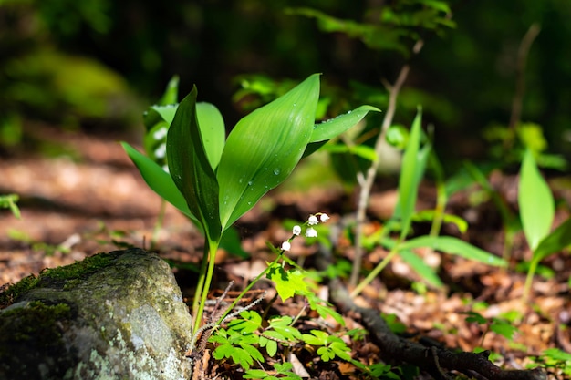 Floraison de Lys de la vallée dans une forêt ensoleillée.