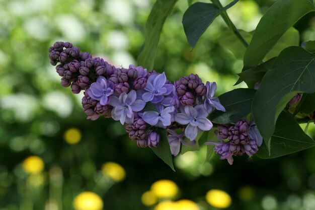 Floraison macro branche lilas violet violet sur fond naturel vert flou