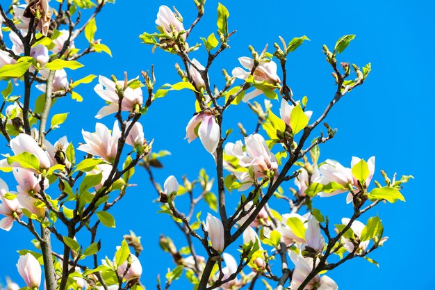 Floraison des magnolias contre le ciel bleu au printemps