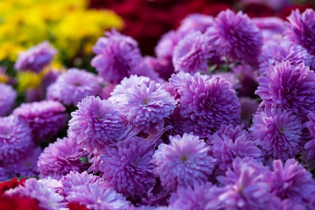 Floraison de mamans ou de chrysanthèmes violet jaune et purpur