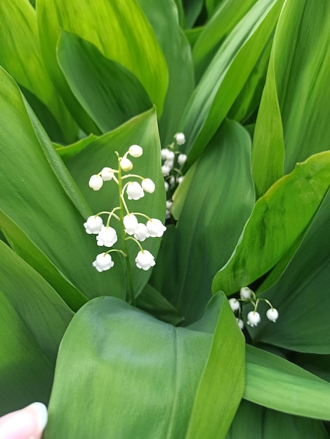 Floraison de muguet Fleurs blanches et feuilles vertes de muguet Une prairie de muguet fond d'écran printanier