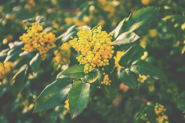 Floraison Oregon Grape bush sur une journée ensoleillée de printemps