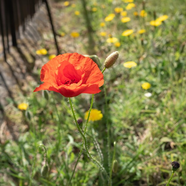 Floraison de pavot en été à East Grinstead