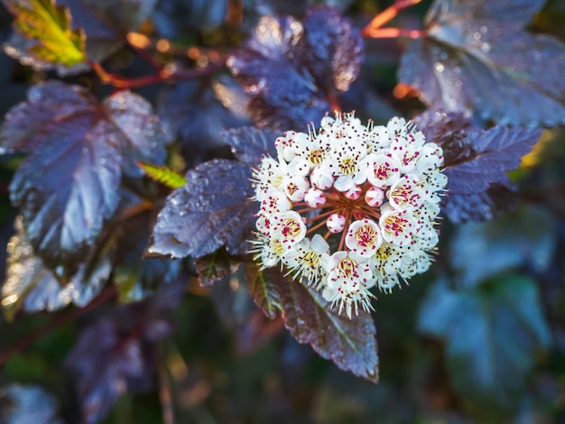 Floraison Physocarpus opulifolius Red Baron