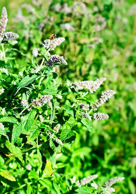 Floraison d'une plante de menthe dans la nature