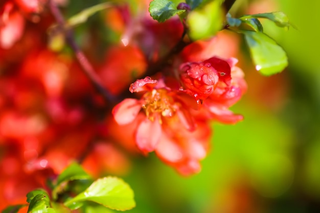La floraison des plantes de Cydonia Fleurs printanières rouges de coing japonais