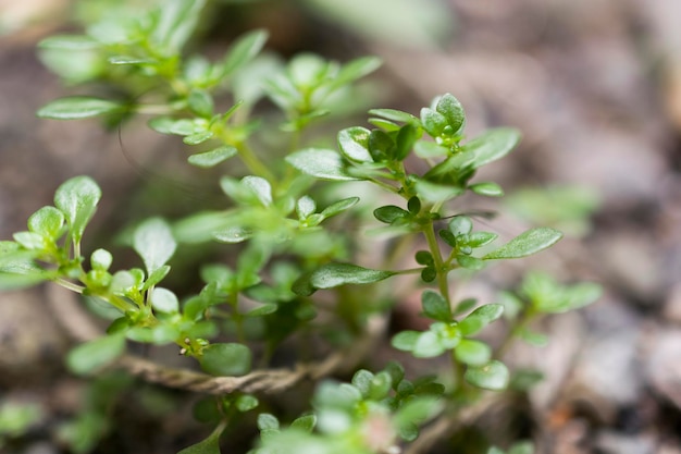 Floraison des plantes sauvages