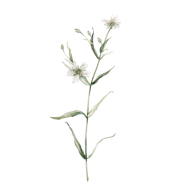 Floraison des plantes de stellaire supérieure dans la nature sauvage Rabelera holostea syn Stellaria holostea Illustration de peinture à la main à l'aquarelle sur fond blanc isolé Fleurs blanches