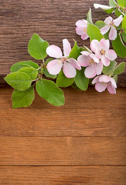 Floraison de pommier sur fond de bois