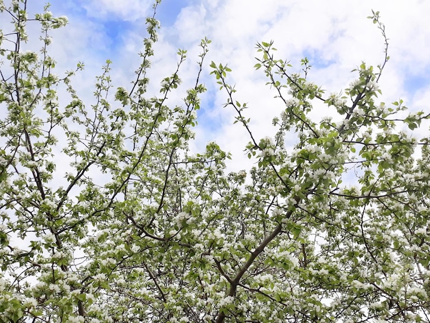 floraison pommier