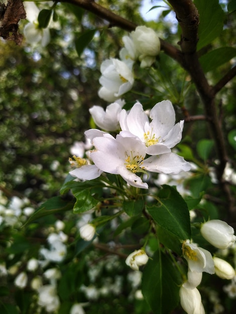 floraison pommier