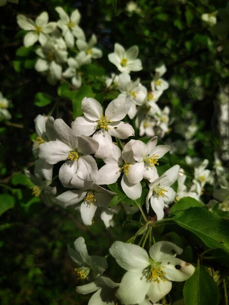 floraison pommier