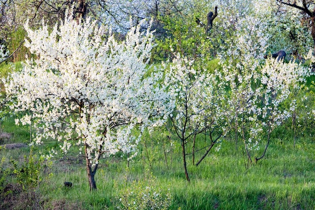 floraison printanière des arbres