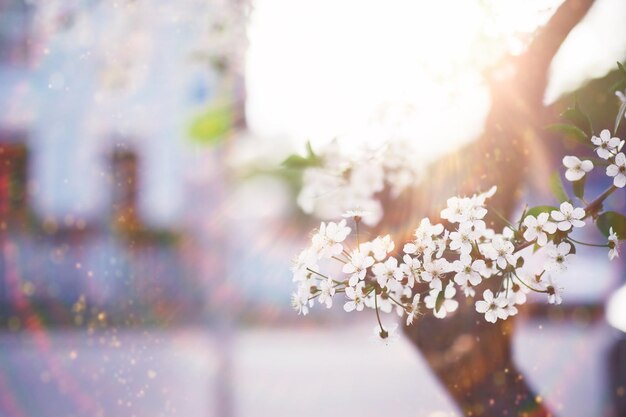 Floraison printanière au coucher du soleil Fleur blanche sur l'arbre Fleurs de pommier et de cerisier