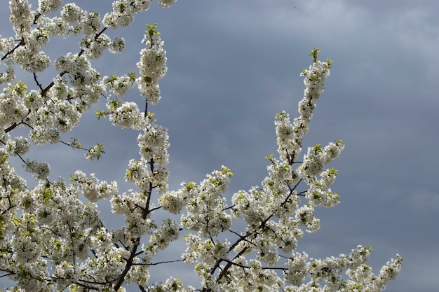 floraison printanière de fleurs sur un arbre fleurs blanches