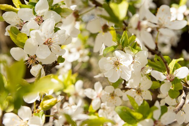 Floraison printanière fleurs blanches brindilles de fleurs de cerisier