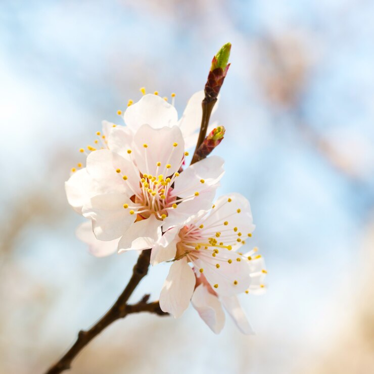 Photo floraison printanière des fleurs de printemps blanches sur un arbre sur fond floral doux