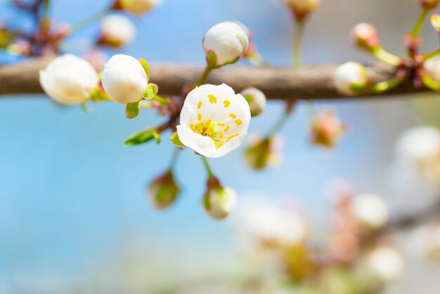 Floraison printanière des fleurs de printemps blanches sur un prunier sur fond floral doux