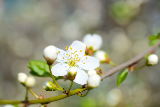 Floraison printanière des fleurs de printemps blanches sur un prunier sur fond floral doux