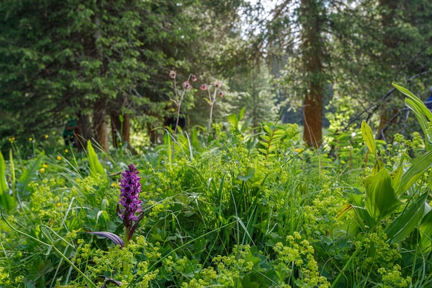 Photo floraison printanière des herbes de montagne dans les montagnes