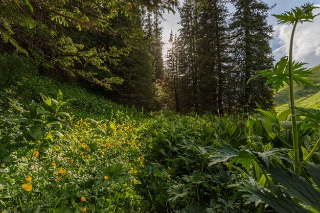 Photo floraison printanière des herbes de montagne dans les montagnes