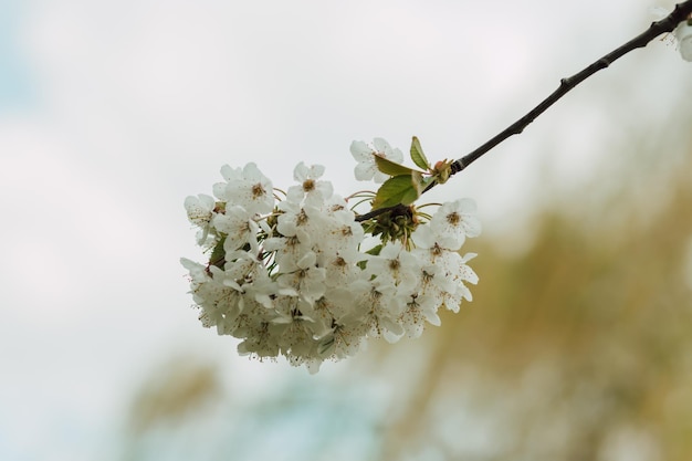 Floraison printanière luxuriante de fleurs de cerisier blanc contre le ciel
