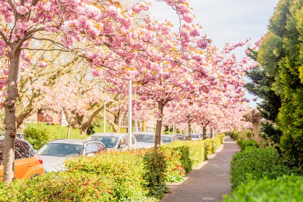 Floraison printanière des sakura