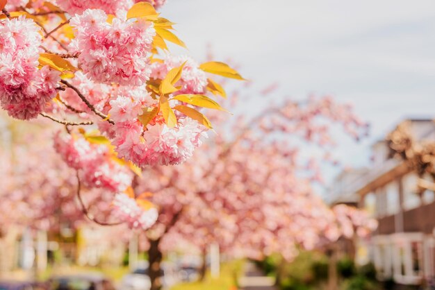 Floraison printanière des sakura