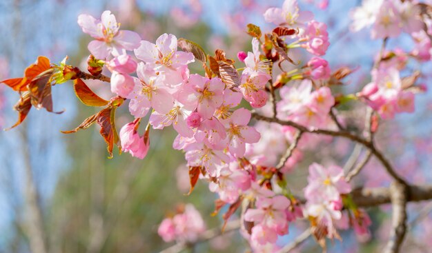 Floraison printanière de sakura