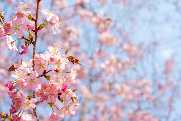 Floraison printanière de sakura