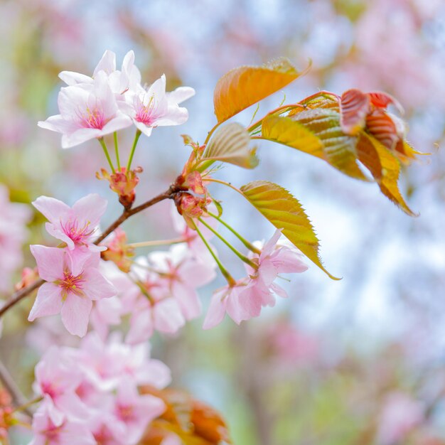 Floraison printanière de sakura