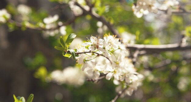 La floraison des pruniers de printemps dans le jardin.