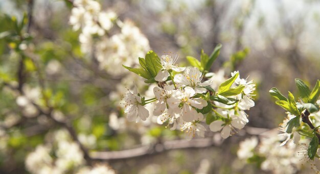 La floraison des pruniers de printemps dans le jardin.