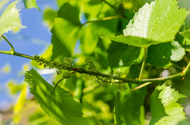 Floraison des raisins